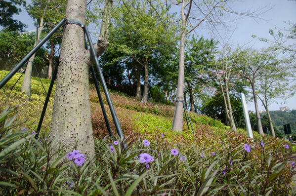 东部华侨城 大峡谷绿化工程